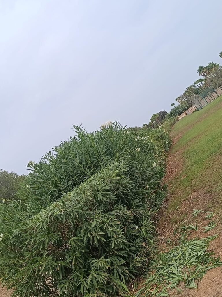 whatsapp image 2026 10 01 at 13.46.41 (2)